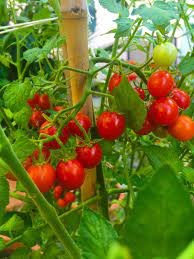 In writing my book, plant partners: Candyland Tomato Bonnie Plants