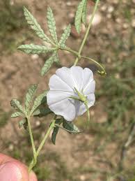 Image result for Ipomoea magnusiana