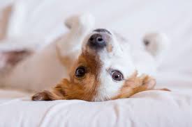kucuk kopek cinsleri kucuk kopek irklari nelerdir blog11 kopek pekinez pug