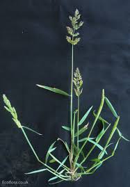 Image result for Polypogon