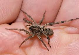 We did not find results for: Wolf Spider Facts And Pictures The Infinite Spider