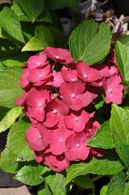 Same day delivery available in select countries. Growing Hydrangeas The Ultimate Guide Sa Garden And Home