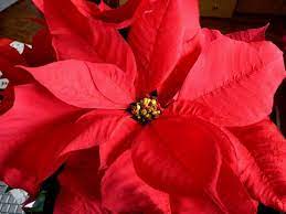December Flower Flowers December Birth Flower Birth Flowers
