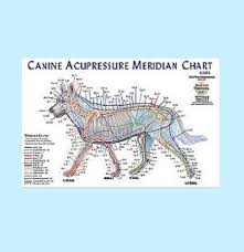 Animal Meridian Chart For Acupressure Canine J 1125c