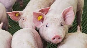 Image result for pig