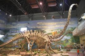 And the minerals surrounding those bones have been dated using less reliable techniques at 65 to 80 million years. The World S Most Impressive Dinosaur Fossils Discovered Eisner Museum