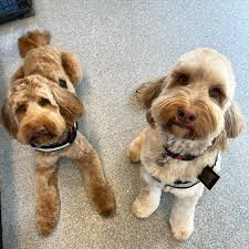 These two ☺️🫶🏻 #bullhilldoggrooming