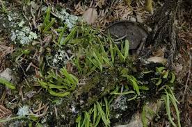 Image result for Lepisorus schraderi