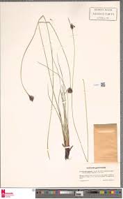 Image result for Sorindeia katangensis