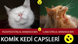 Komik Kedi Capsleri Komik Video Ogrenci Videolari Youtube