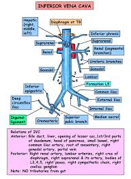 Inferior Vena Cava Filter Placement Vena Cava Anatomy And Physiology Vena