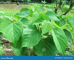 Image result for Gmelina