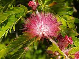 Page Not Found Plant This Plants Small Trees Plant Information