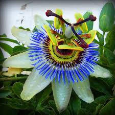 Blue Passion Flower Vine 25 Seeds Passiflora Caerulea Butterfly Heaven Showy Blooms Vigorous Vine Passion Flower Blue Passion Flower Rare Flowers