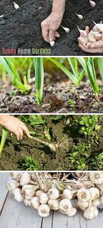 How To Plant And Grow Garlic Growing Garlic From Cloves Growing Garlic When To Plant Garlic