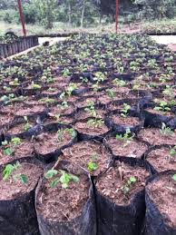 Image result for Dalbergia martinii