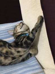 Ferah Kahraman Adli Kullanicinin Kedi Poncik In Yaramazliklari Panosundaki Pin Kedi