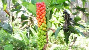 Ketua gapoktan sili asih di cianjur, yandi setiandi, mengatakan porang sangat mudah ditanam hingga panen. Cara Menanam Porang Dan Jenis Yang Laku Di Pasaran