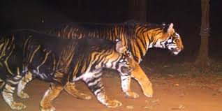 Golden tabby tigers have light gold fur, pale legs and faint orange stripes. Kaziranga S Golden Tiger Dilemma Explained Why The Rare Cat Inbreeding Cause Concern For India S W The New Indian Express