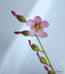 Image result for Drosera natalensis