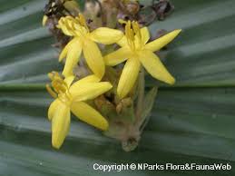 Image result for Curculigo