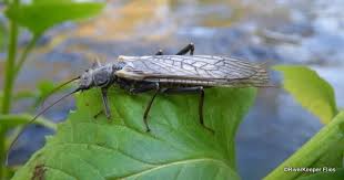 Image result for Pouchetia baumanniana