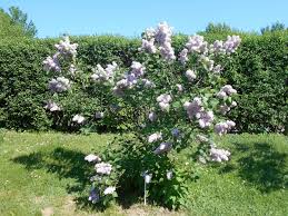 Image result for Buchnera usuiensis