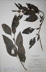 Image result for Leucas deflexa