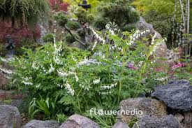 Image result for Dicentra spectabilis alba