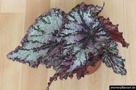 Blattbegonien eignen sich in warmen. Blattbegonie Begonia Rex