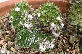 Healthy, vigorous plants are less susceptible to infestation than weak, underpotted, and stressed plants. How To Get Rid Of Mealybugs On Your Houseplants For Good
