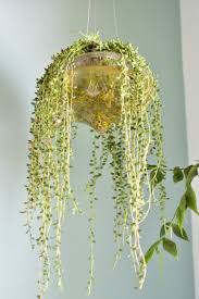 I Repurposed The Old Light Fixture From The Laundry Room It Already Had Holes So All I Did Was Add Metal Wires And Water I Turned It Into A Propagating Hanging Pot