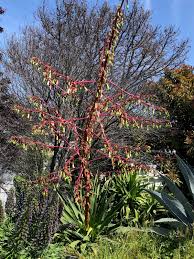 Image result for Beschorneria sp. (Biegel 5357)