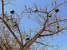 Image result for Strychnos pungens