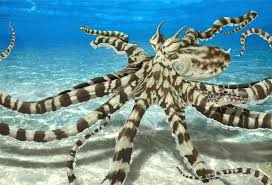 Life At The Limits Amazing Species Gallery Mimic Octopus Octopus Octopus Pictures