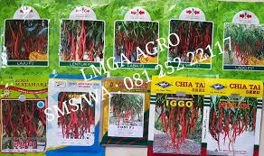 Cabai Keriting Benih Keriting Petani
