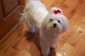 40 most adorable maltese haircuts trending in 2021. I Gave Up And Got Her Cut Maltese Dogs Forum Spoiled Maltese Forums
