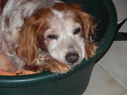 Epagneul Breton L Avis Du Veterinaire Choisir Son Chien