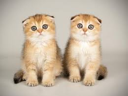 Regarder des films en streaming complet sur votre smart tv, console de jeu, pc, mac, smartphone, tablette et bien plus. 10 Jenis Kucing Peliharaan Favorit Cat Lovers Buat Dirawat Di Rumah