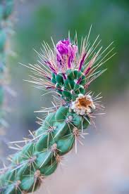 Image result for Opuntia imbricata