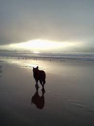 Tribute Wall — BirchBark Foundation