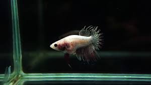 The female betta is far from. Live Betta Fish Pregnant Female Copper Garnet Crowntail Ct 1533 Youtube