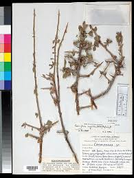 Image result for Commiphora schlechteri