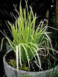 Image result for Glyceria