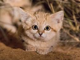 Search for a kitten or cat. Watch First Video Of Sand Cat Kittens Romping In The Wild Smart News Smithsonian Magazine