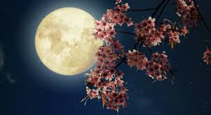 We did not find results for: A Beautiful Flower Moon Is Taking Over Vancouver Skies Next Month News