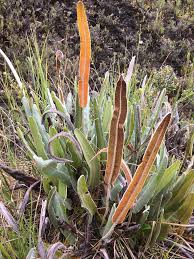 Image result for Elaphoglossum aubertii