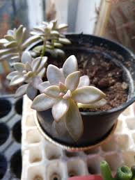 Succulent with little pink flowers. What Is That Little Pink Spots On My Succulent Is It Sunburn Or Just Pigmentation Cause Of Sun Stress Succulents