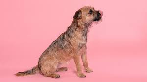 Image result for border teriér