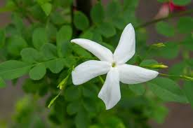 Image result for Jasminum